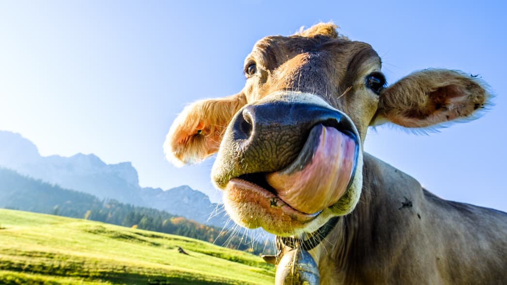 Audio zur Informations- und Imagekampagne für die Bayerische Medien Technik Die brandarena Informations- und Imagekampagne zur FAB 2019 für die 14 bayerischen Lokal-TV-Sender arbeitet mit Funfacts.
